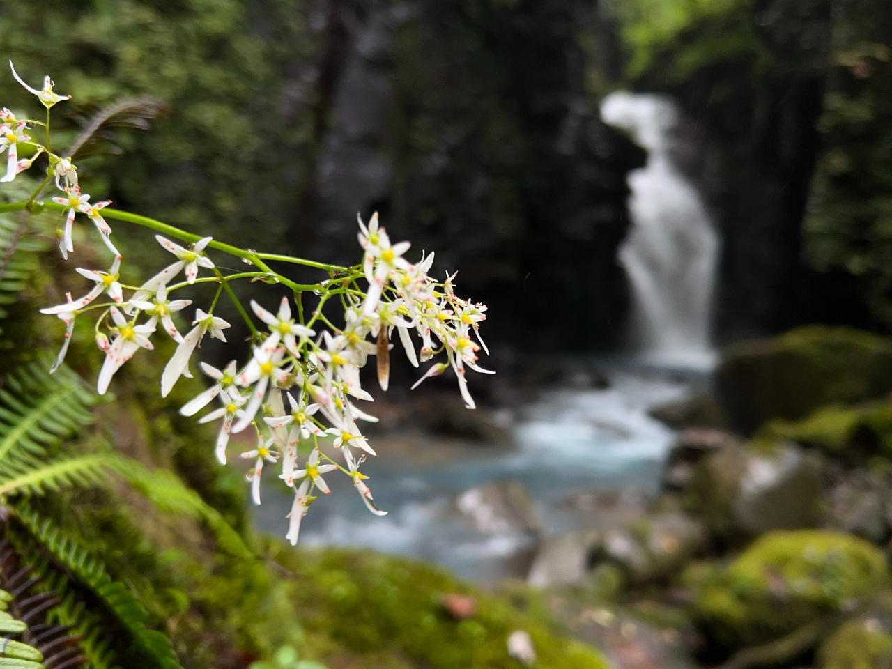 t̓X~AĂ͗Ȍk̉ԁXAH͍gtƁAlG܁X̐A̔ŖڂĂ܂BXуCXgN^[̎Ry݂B