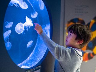 「眺める」ゾーン:ミズクラゲ