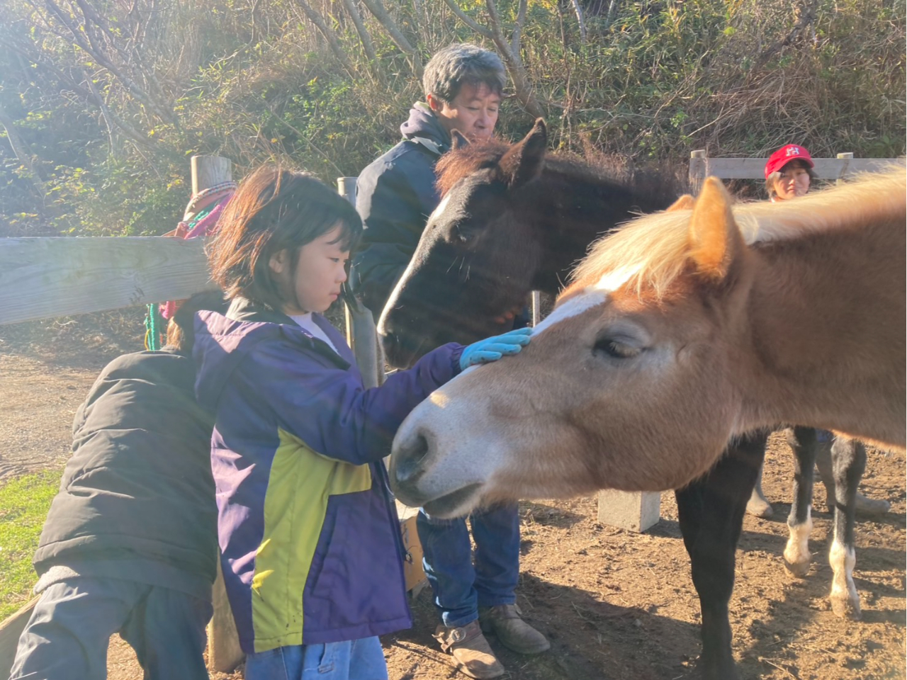 優しいお馬さんに触ってみよう