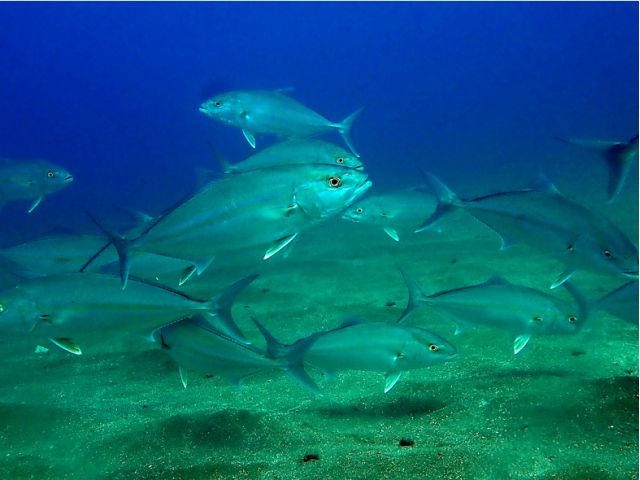 カンパチの群れ。他にもワカシ(ブリyg)、イサキなどの群れも見ることができます。