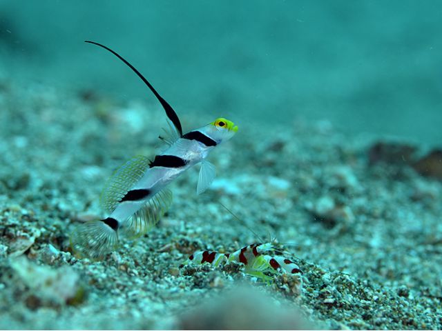 ヒレナガネジリンボウとコトブキテッポウエビの共生