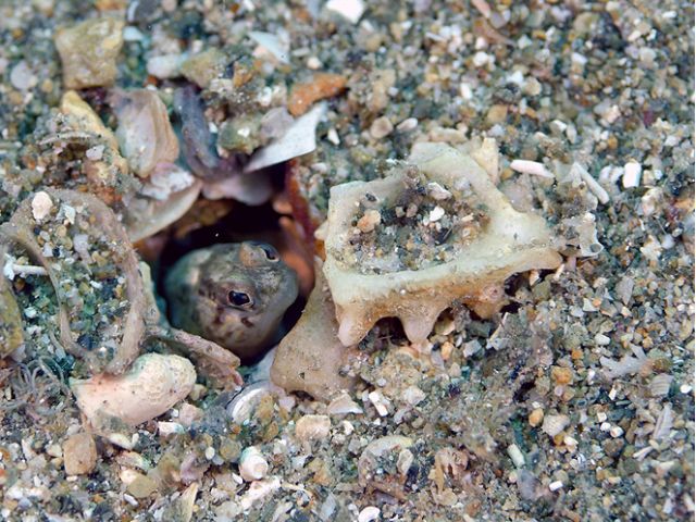 ヒメアゴアマダイ