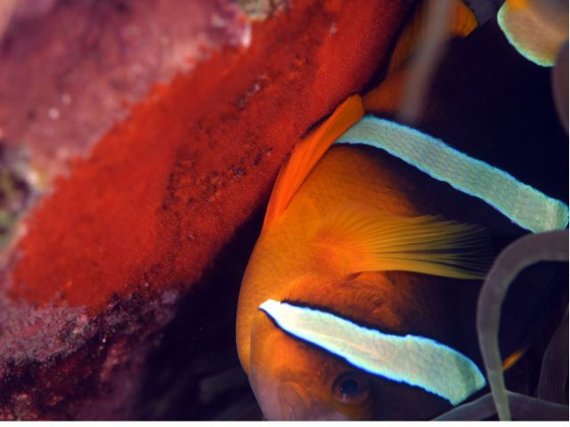 クマノミの卵保護