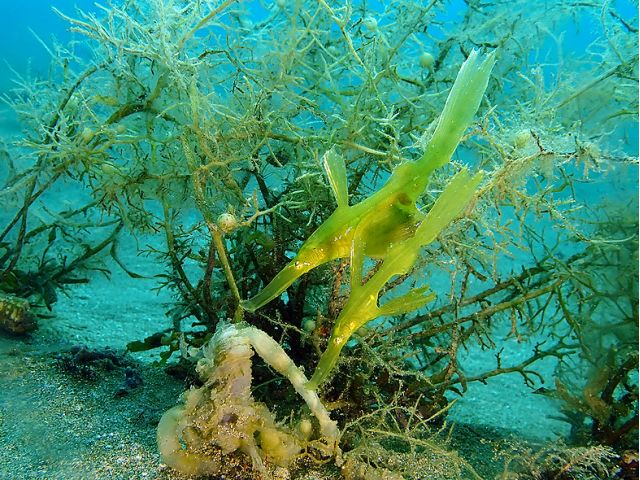 カミソリウオのペア