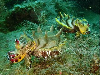 ハナイカのペア