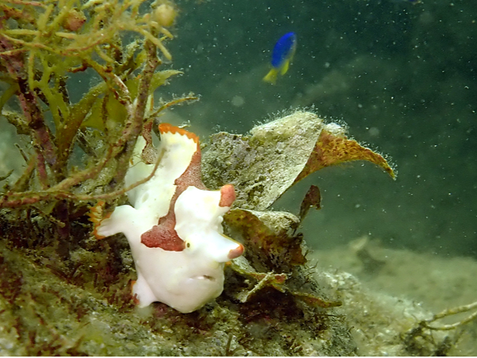 クマドリカエルアンコウ