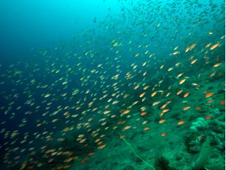 土日限定ポイントのアカオビハナダイの群れ