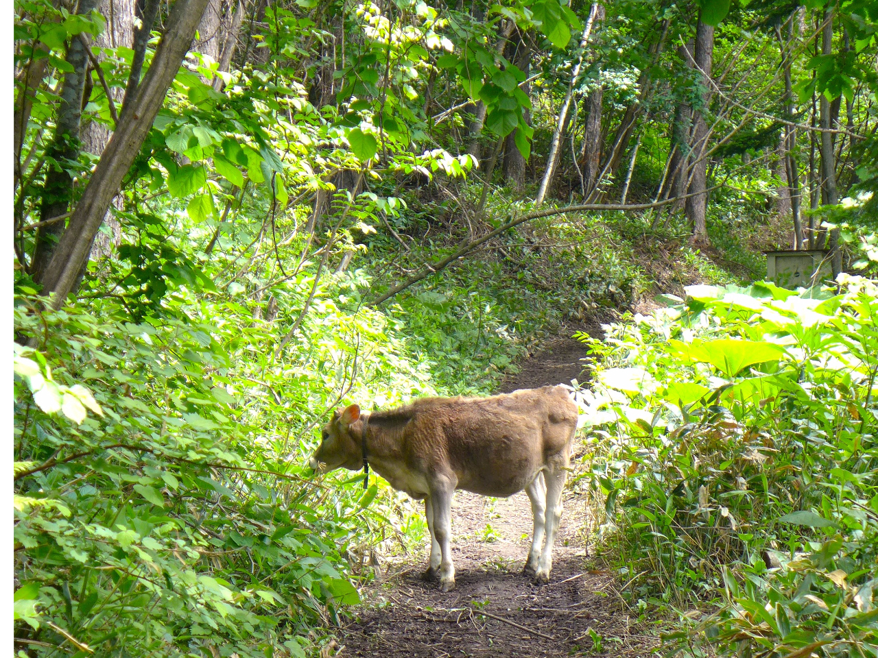 ǗĂR̓ƕĂƁAX̉ꂪ܂