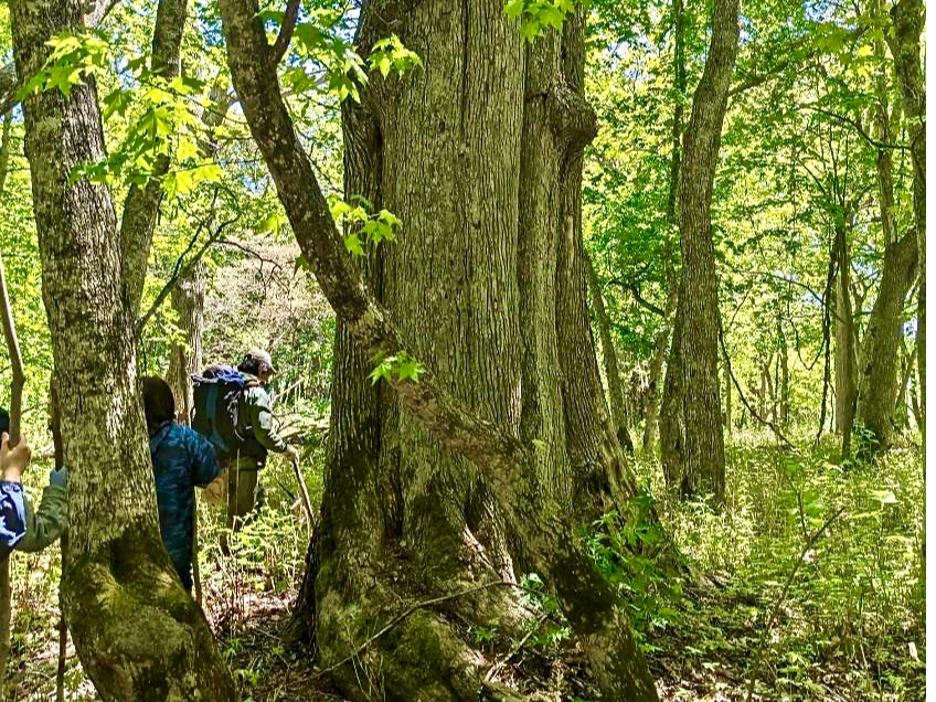 大きな樹に挨拶しながら散策