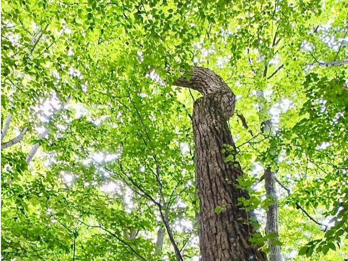 道東地方ならでばの、優しい色の森を歩きます
