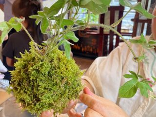 夏・朝顔のつるし苔玉