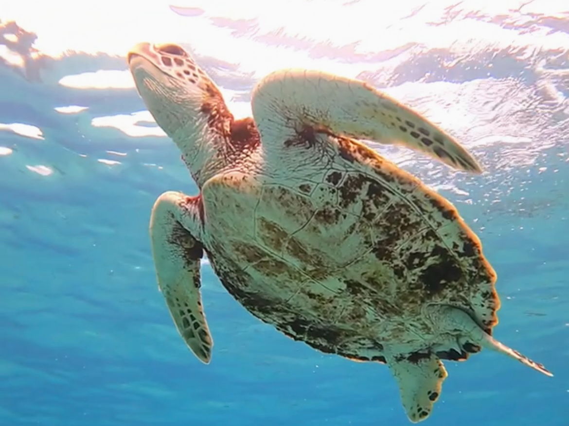 新品 海と熱帯魚 ヴィンテージ ステンドグラス 箱付き フィッシュ オーシャン 新品 海と熱帯魚 ヴィンテージ ステンドグラス 箱付き フィッシュ