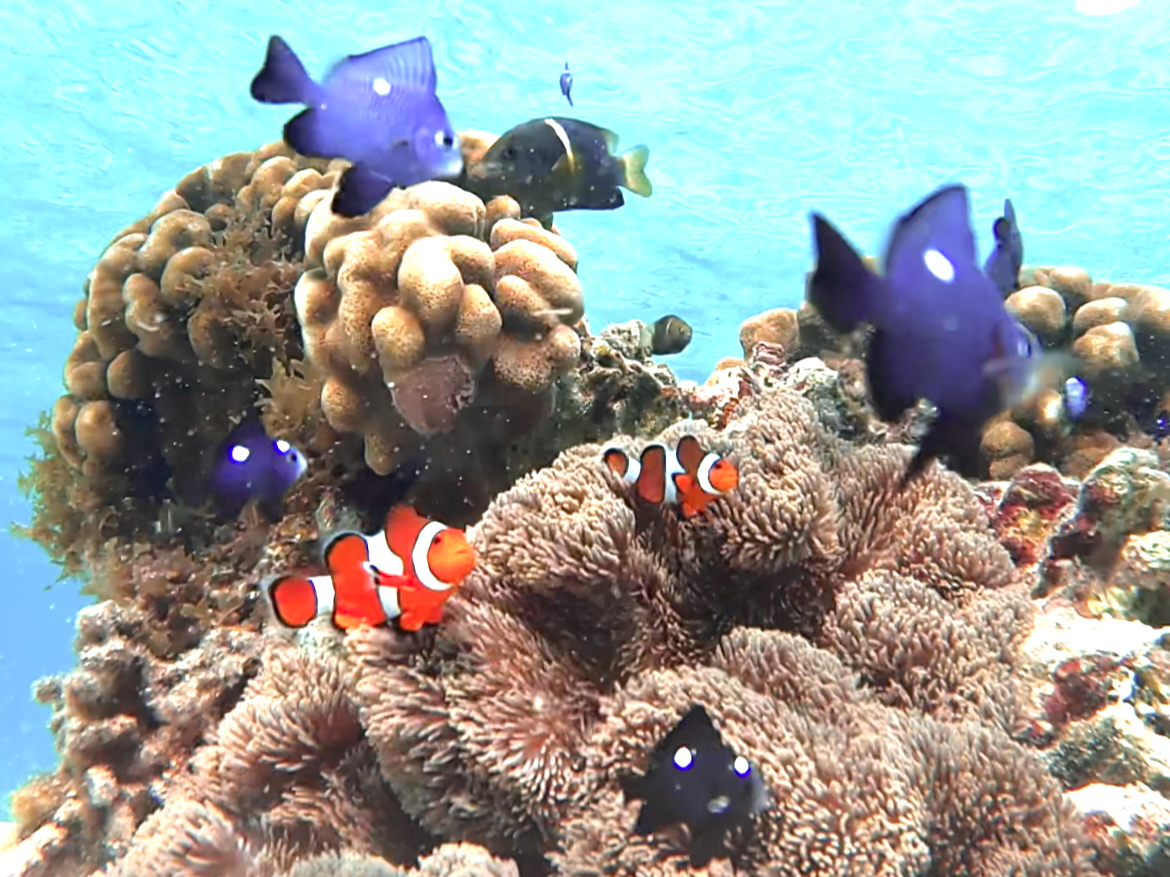 ☆美しい珊瑚礁や熱帯魚に高確率でウミガメに出会える欲張り