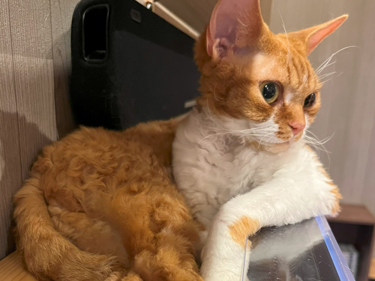 平日】＼ドリンクバー付き／人慣れした猫たちとのふれあい体験☆1時間