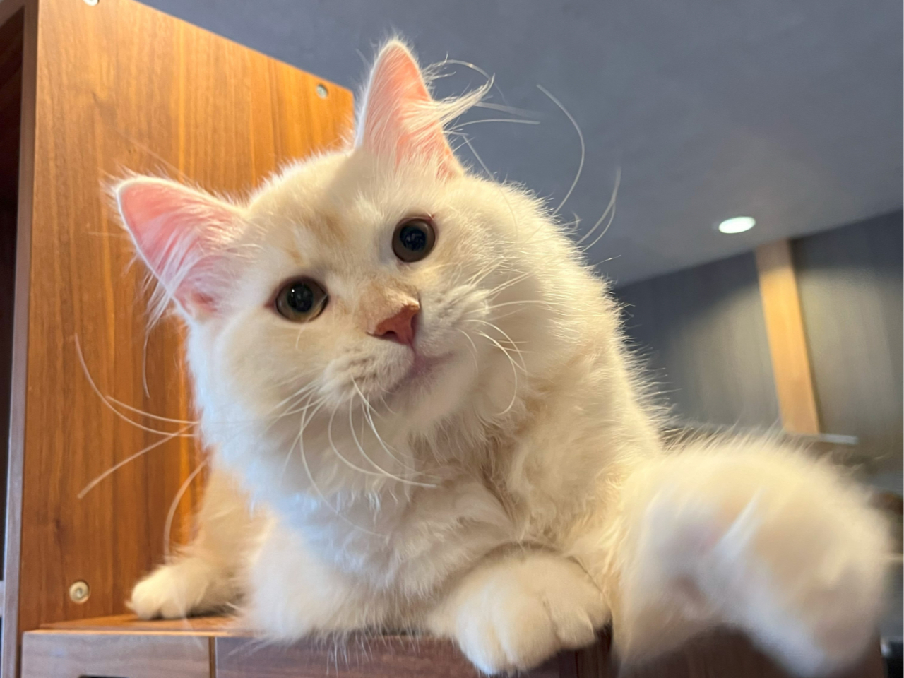 連休プラン】＼ドリンクバー付き／人慣れした猫たちとのふれあい体験