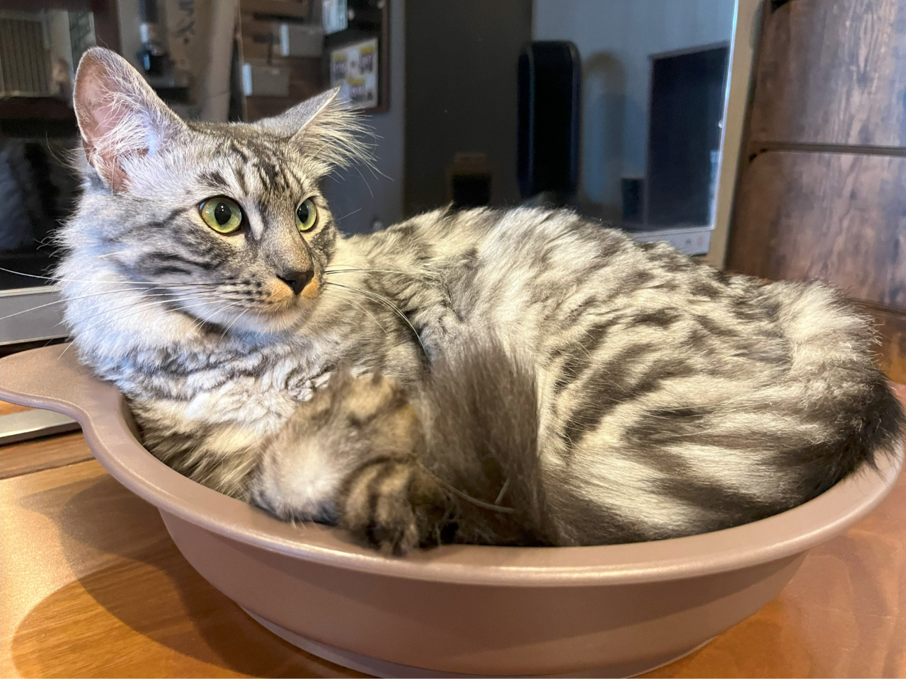連休プラン】＼ドリンクバー付き／人慣れした猫たちとのふれあい体験