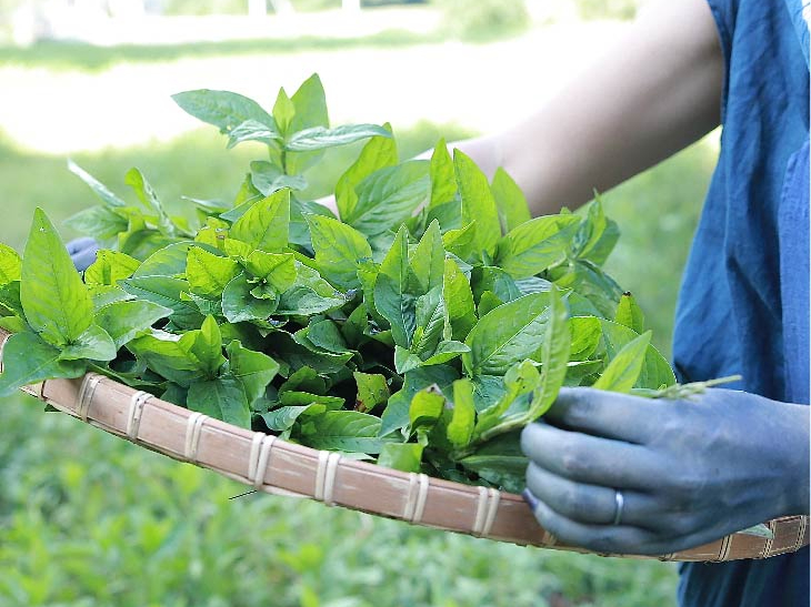こちらが、収穫した手の藍の葉の様子です♪