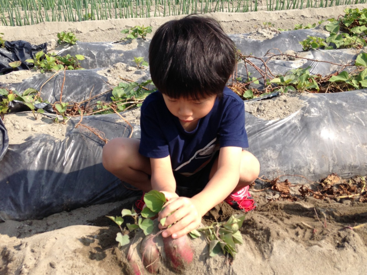 ＼芋掘り体験♪／持ち帰って、美味しく堪能してください！！ふかし芋のお土産付き♪【...