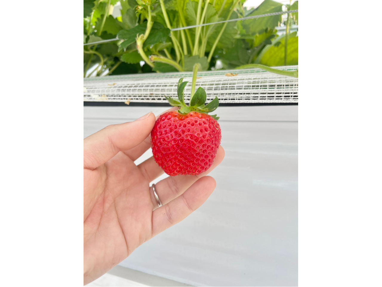 福岡県福津市で空中に浮かぶ新感覚のいちご狩り♪1/10~3/8までの土日祝