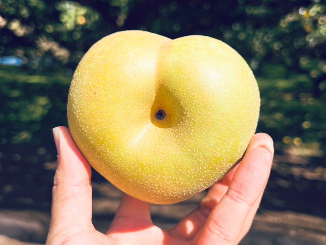 �̂��āA������āA�ʐ^�Ɏc��g�H�̂��ق��сh
