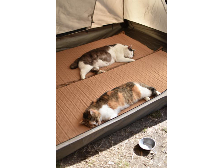 �Ԃ͂Ȃ̗��ɂ��