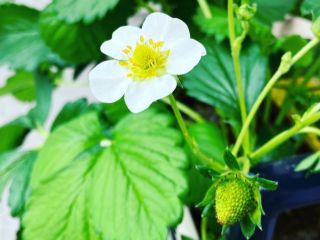 いちごのお花です♪右下には小さな緑のいちごも見えます♪赤くなりますように♪