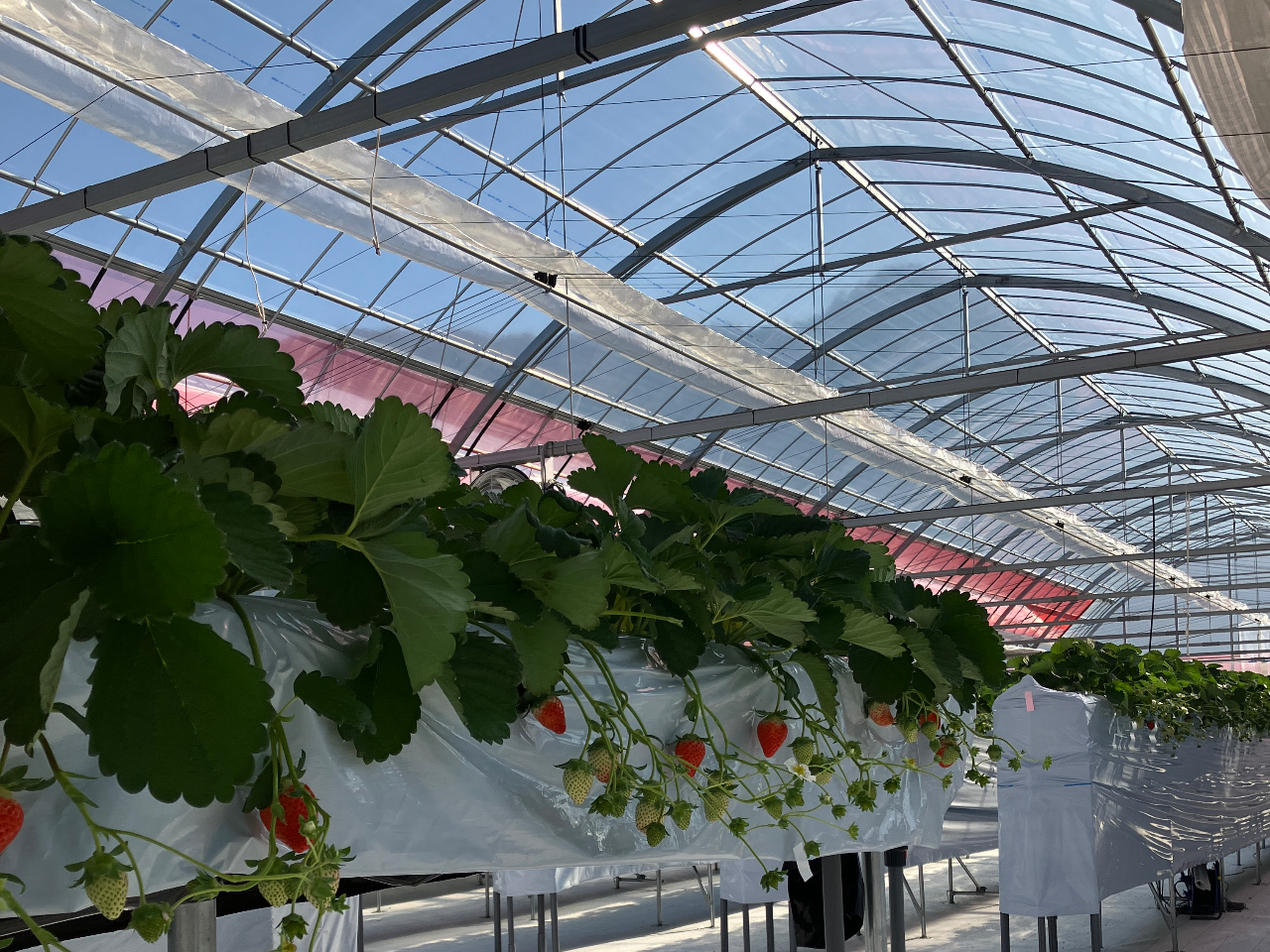 �n�E�X�̓V��̓N���A�ɂȂ��Ă���A���z�̌��������ς��ɗ��т����������C�`�S���a�����܂��B