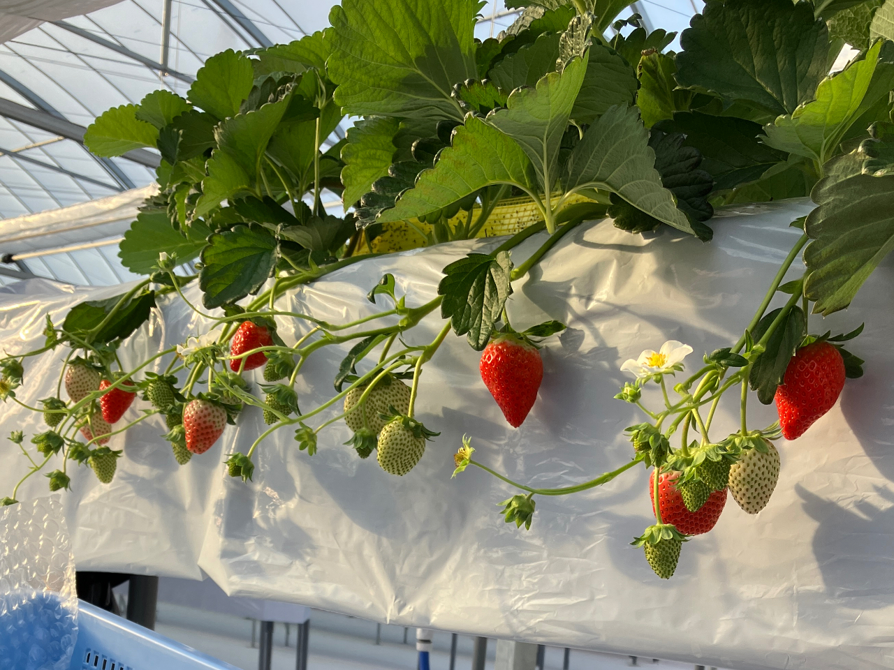 �傫�ȃC�`�S���������񏢂��オ���