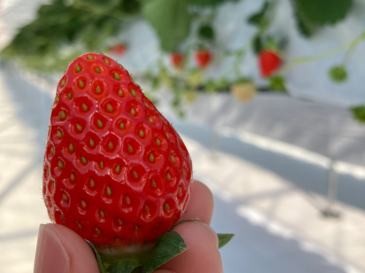 �Â��č��肪�ǂ��āA�T�N�b�Ƃ����H�������܂�܂���􉽌ł��H�ׂ�ꂿ�Ⴂ�܂���