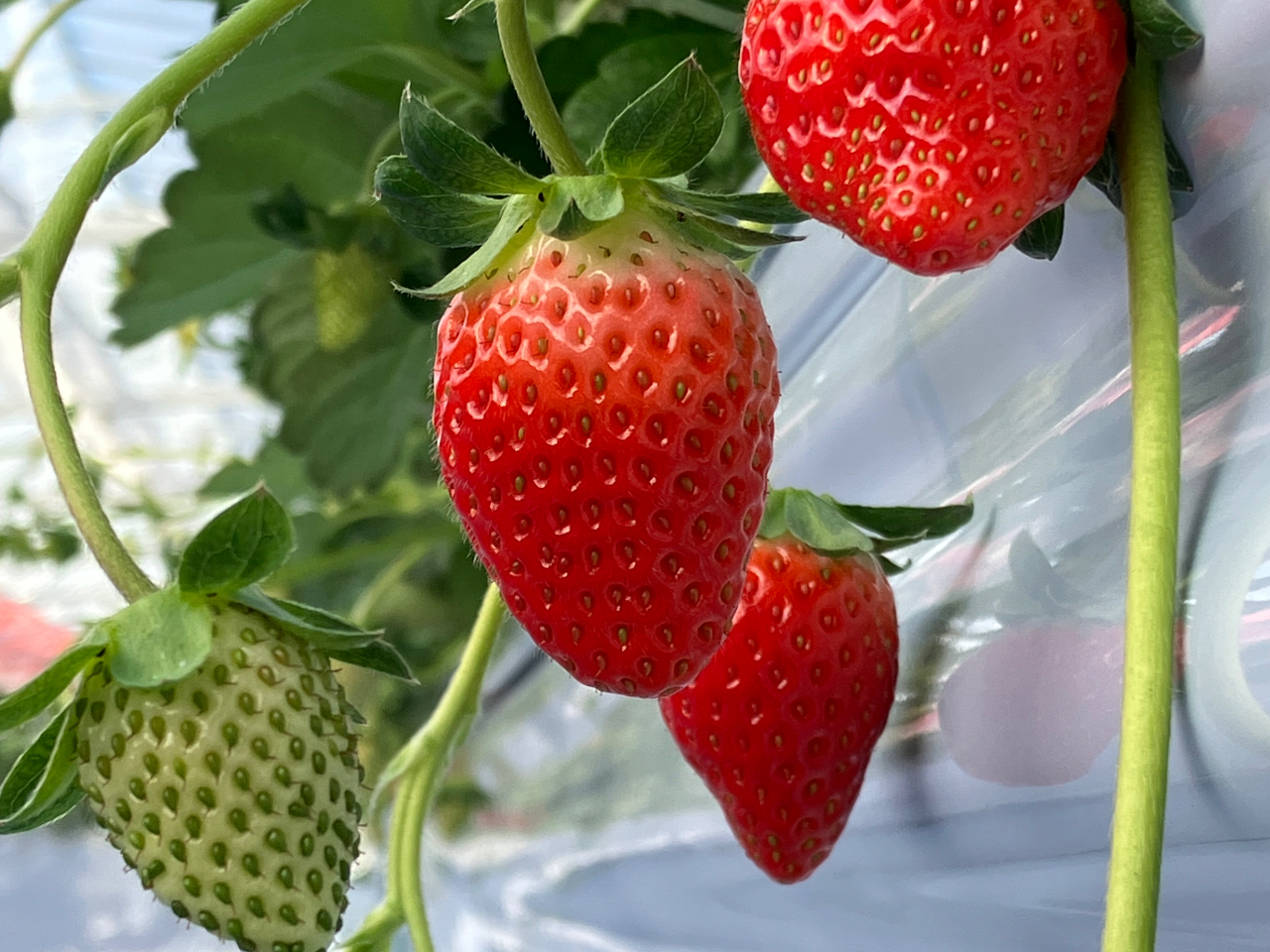 ���݃x���`�ɂ������̎����������񐶂��Ă����܂���F�l�̂��z����S��肨�҂����Ă���܂��B