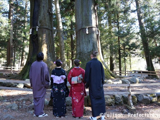 河口浅間神社の夫婦杉