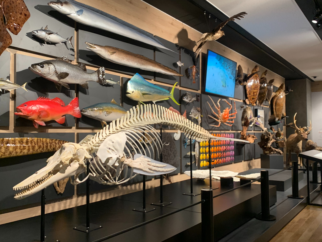 化石採集体験「化石ディグ」と「御所浦恐竜の島博物館」年間パスポート