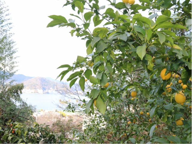 自然農法で土の力を最大限に生かすように工夫。安心・安全な栽培をしていることが理解され、熱海市内の幼稚園・保育園・小学校の体験学習の場としてご活用頂いています!