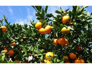 曾祖父の代から130年以上自然農法で温州みかんやレモンなどを栽培。