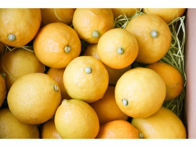 【自然農法(農薬・化学肥料)の熱海のレモン】温暖な熱海で、眼下に広がる青い相模灘の潮風と、水はけのよい段々畑により健康に育ったレモンも栽培。※詳細は現地にて
