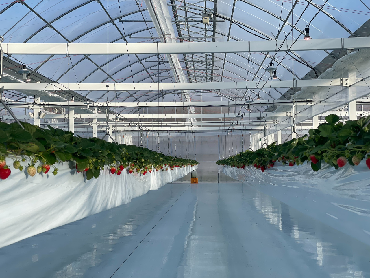 【空飛ぶいちご】吊り下げ式栽培×コンクリート床の開放的でスタイリッシュな空間が湖と苺の最大の特徴♪通路幅も広くバリアフリー設計で老若男女を問わず楽しめる！