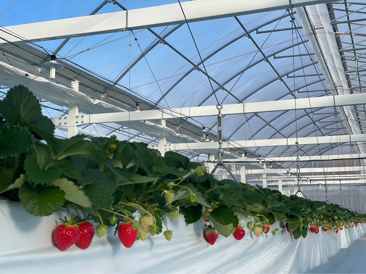 �y�ő�U�i��H�ה�ׁz�g�ق��؁A�݂��������A�������A��ڂ��A���܂����ځA��悢�Ђ߂��S�O���H�ו����