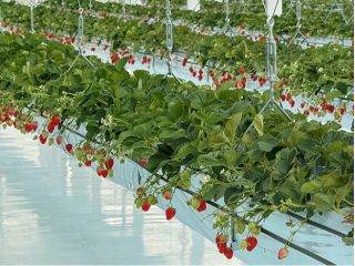 【空飛ぶいちご】吊り下げ式栽培×湖面を連想させるコンクリート床のスタイリッシュな映え空間♪バリアフリー設計で老若男女問わず楽しめる!【イオンモール草津〜車6分】