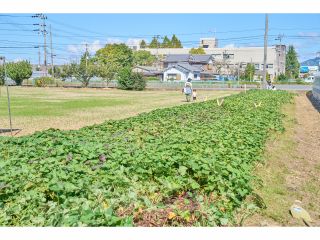 さつまいも畑です♪