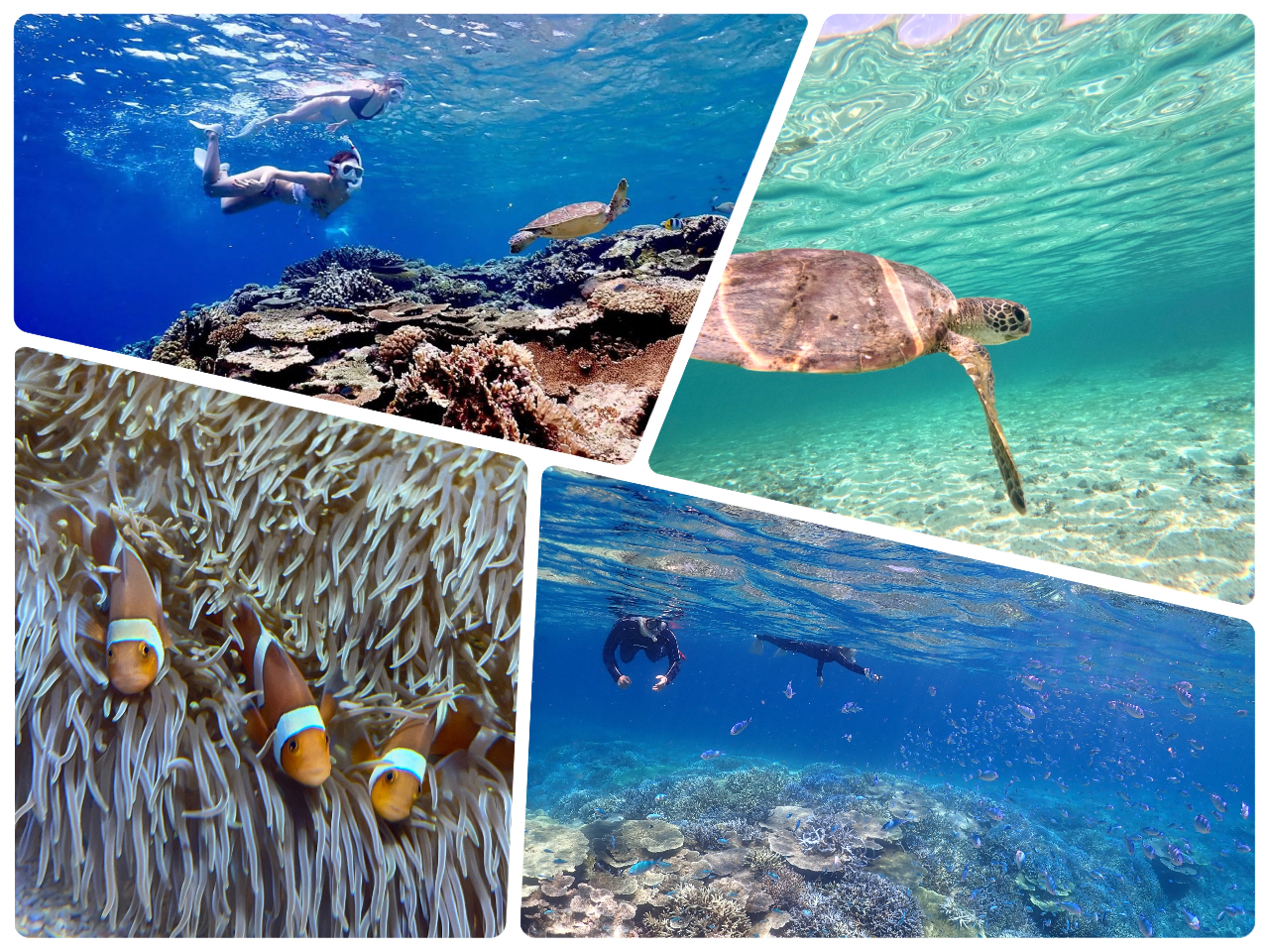 ヤビジに次ぐ大サンゴ礁群