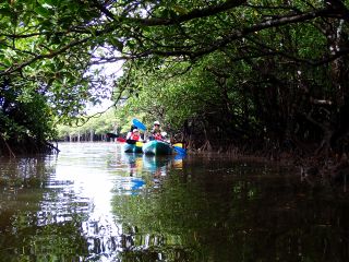 マングローブカヤック/亜熱帯特有の景色