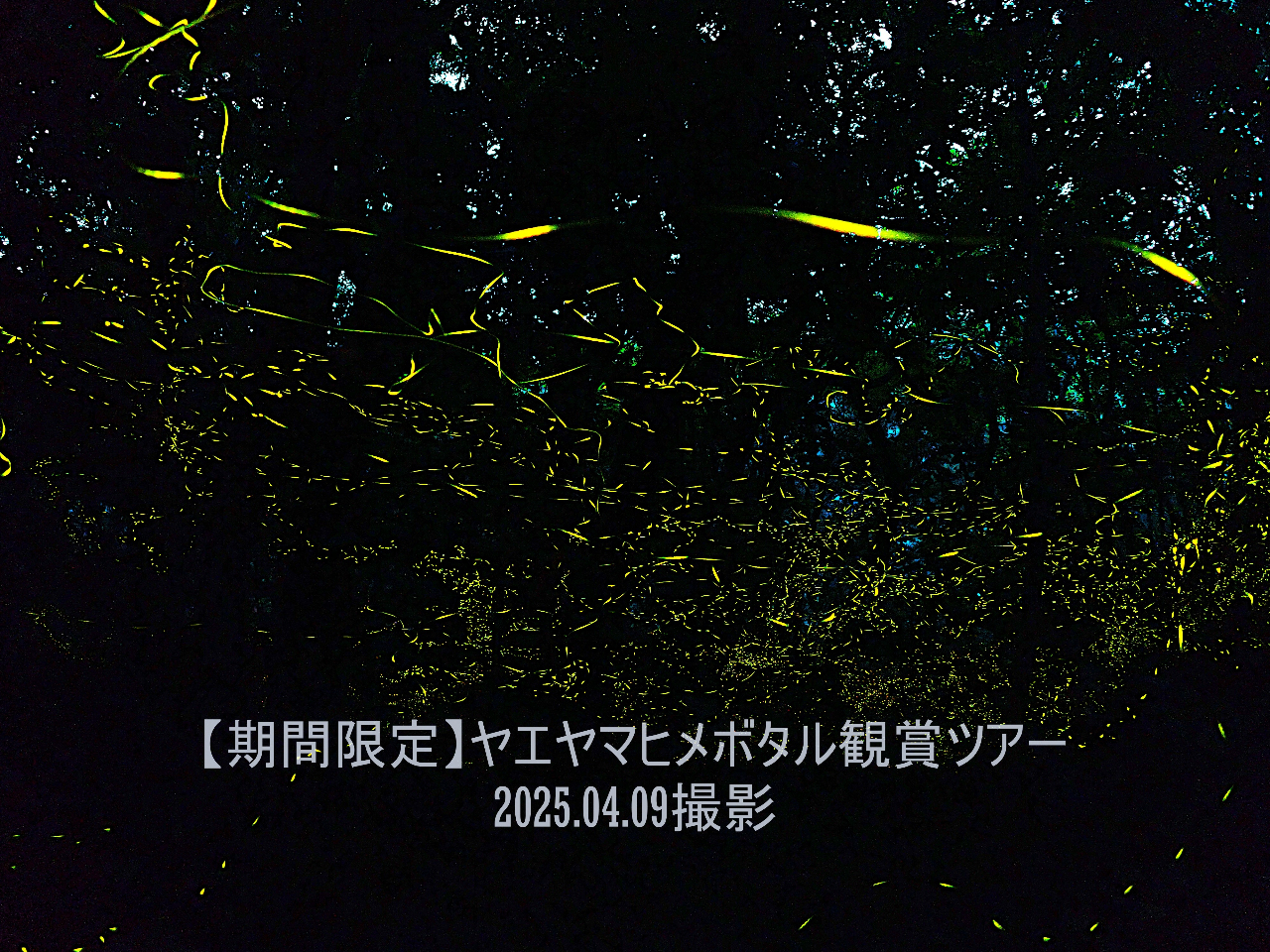 2025.04.09�B�e�@���G���}�q���{�^��