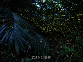 2025.4.21撮影 幻想的なホタルの乱舞