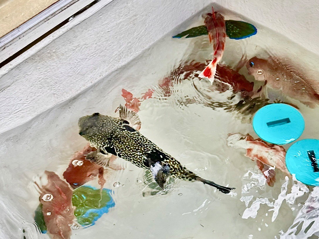 p̂ȋɏo邩IȂ݂ɃgtO̓[X܂I