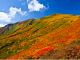 栗駒山(紅葉の見ごろは例年10月中旬) ※写真提供:栗原市観光物産協会