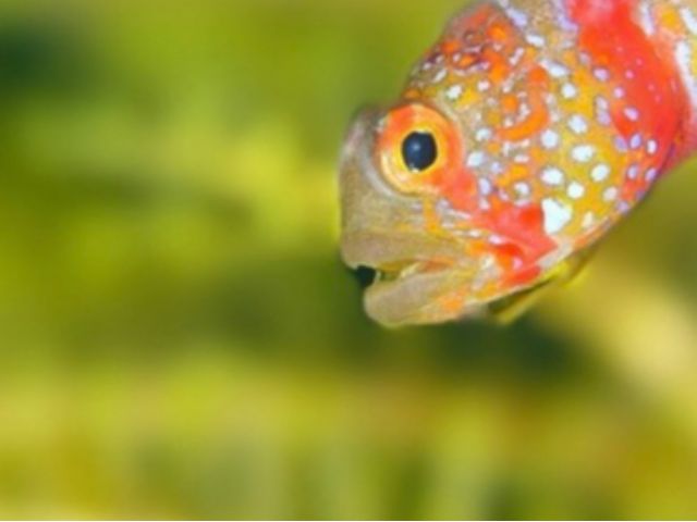 マクロ写真がたくさん撮れます