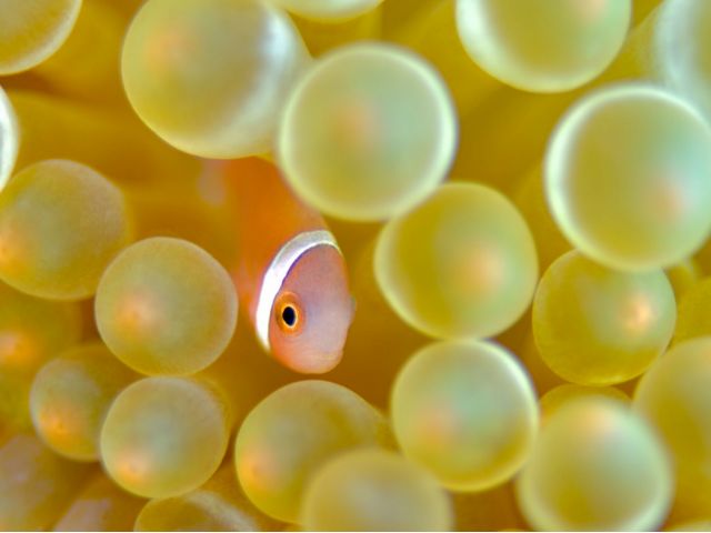 可愛い魚もたくさん