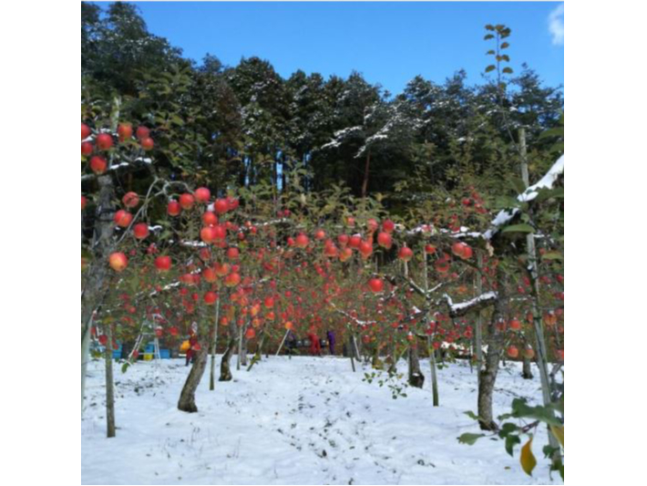 ɂĂ͐̒̂񂲎y߂邩܂I