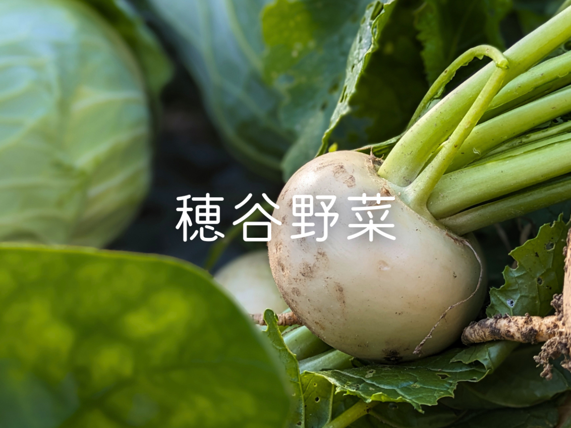 Ƃ͎vȂRLȗRĴ؂ĂĂ܂