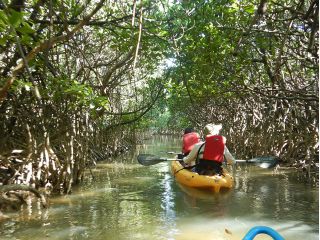 マングローブカヌーツアーの様子♪